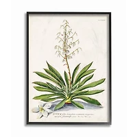 Stupell Industries Botanical Fern Illustration Wall Art in Black Frame