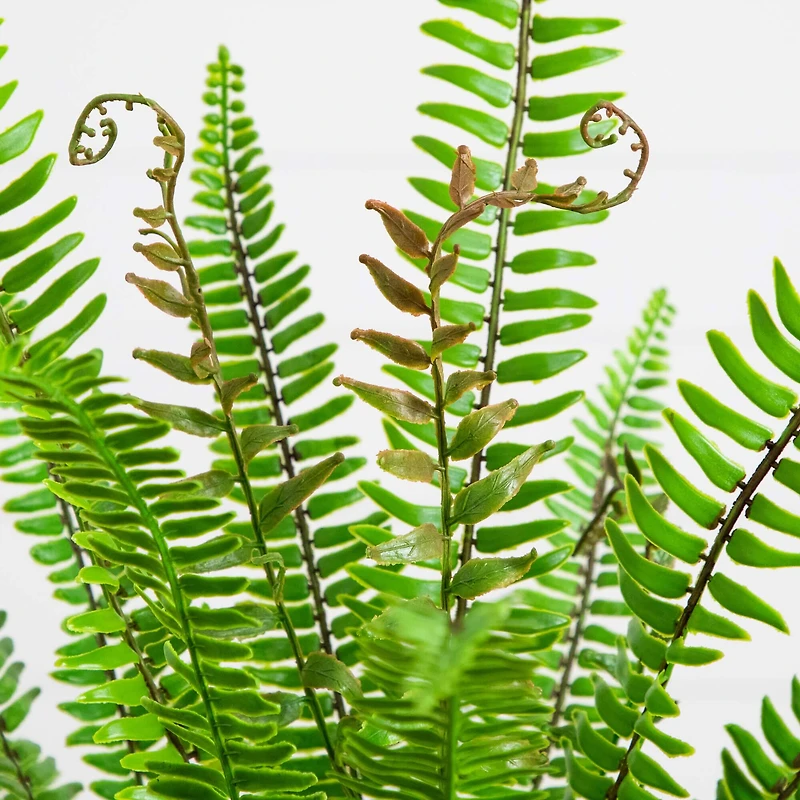3ft. UV Resistant Artificial Boston Fern Potted Plant with Real Touch Leaves (Indoor/Outdoor)