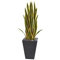3.5ft. Snake Plant in Slate Planter