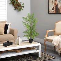 2.5ft. Potted Ruffle Fern Tree