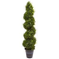 4ft. Boxwood Spiral Topiary in Planter