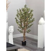 5ft. Potted Olive Tree