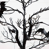 4ft. Pre-Lit Artificial Halloween Black Spooky Twig Tree with Bats and 120 Orange & Purple LED Lights