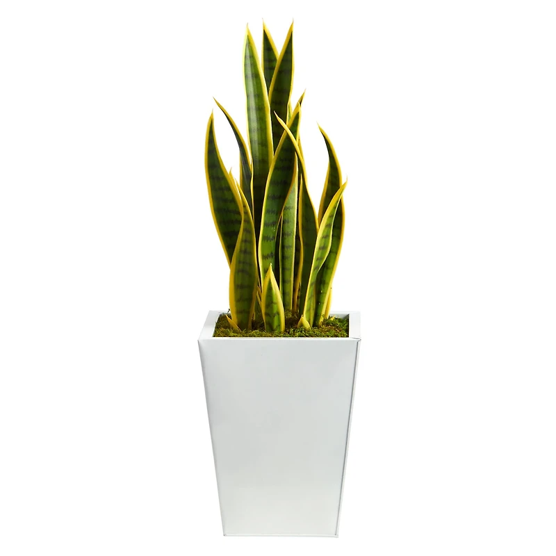 2.5ft. Snake Plant in White Metal Planter