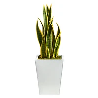 2.5ft. Snake Plant in White Metal Planter