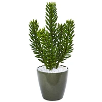 2ft. Succulent in Green Planter