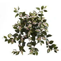Hoya Hanging Bush, 4ct.