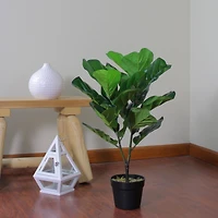 2.4ft. Potted Dark Green Fiddle Leaf Fig Plant