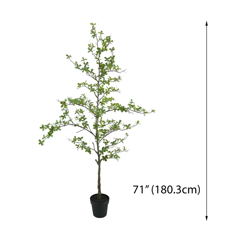 6ft. Potted Shady Lady Tree by Ashland®