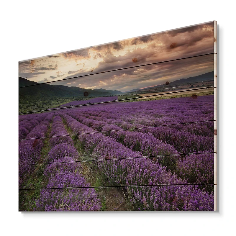 Designart - Lavender Field At Dawn I
