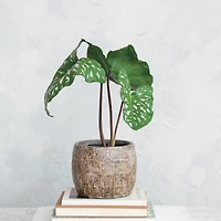 Hello Honey® 9.5" Brown Embossed Crackle Terra Cotta Planter