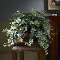 18" Potted Puff Ivy