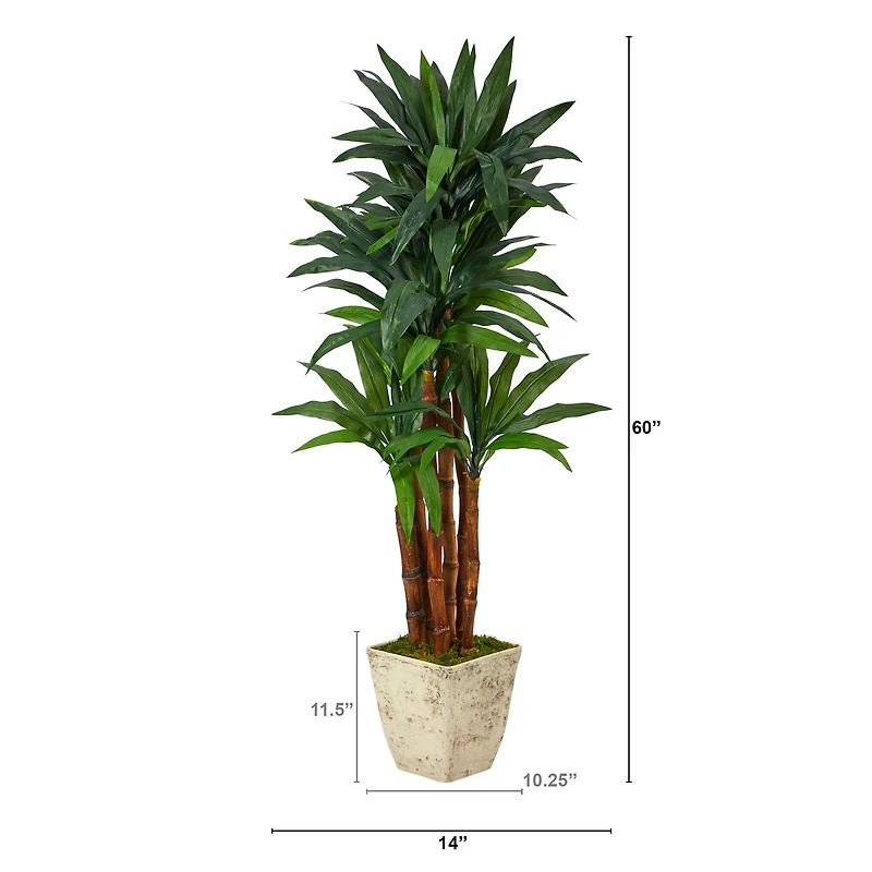5ft. Dracaena Tree in Country White Planter