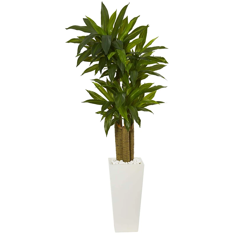 5ft. Cornstalk Dracaena Plant in White Tower Planter