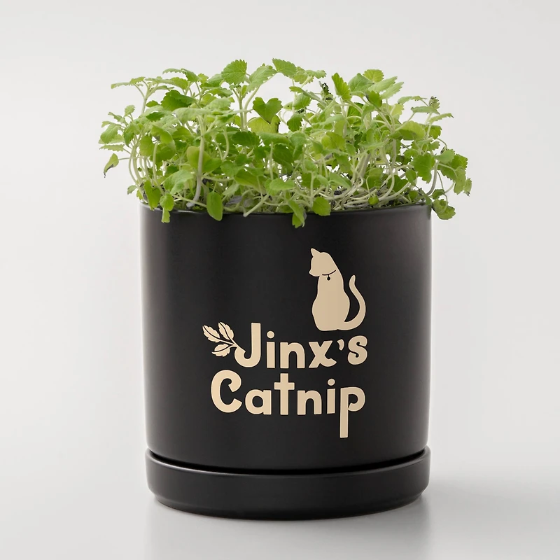 Cricut Joy Xtra™ Removable Smart Vinyl™ Classics Sampler