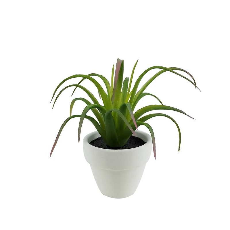 Assorted Micro Premade Succulent, 1pc. by Ashland®