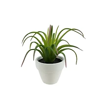 Assorted Micro Premade Succulent, 1pc. by Ashland®