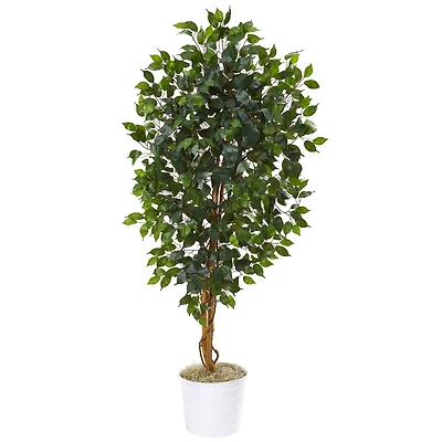 5.5ft. Ficus Tree in White Tin Planter