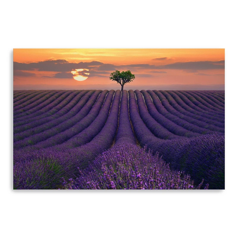 For the Love of Lavender Canvas Giclee