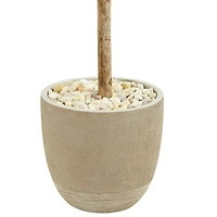 5ft. Olive Topiary Tree in Sand Stone Planter