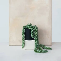 Hello Honey® 22" Verdant Green Faux Donkey Tail Plant in Round Plastic Pot