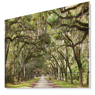 Designart - Live Oak Tunnel