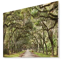 Designart - Live Oak Tunnel