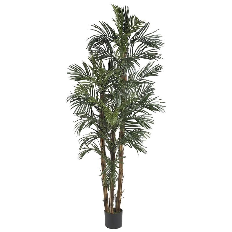 6ft. Potted Robellini Palm Tree
