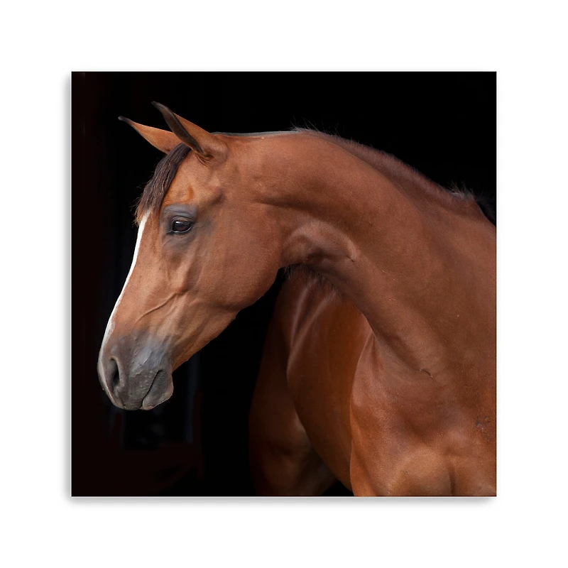 Lumaprints Jack the Horse Giclée Canvas