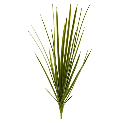 Agave Schottii Plant, 3ct.