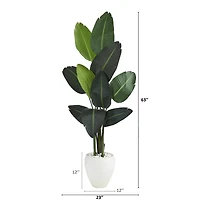 5.25ft. Traveler's Palm Tree in White Planter