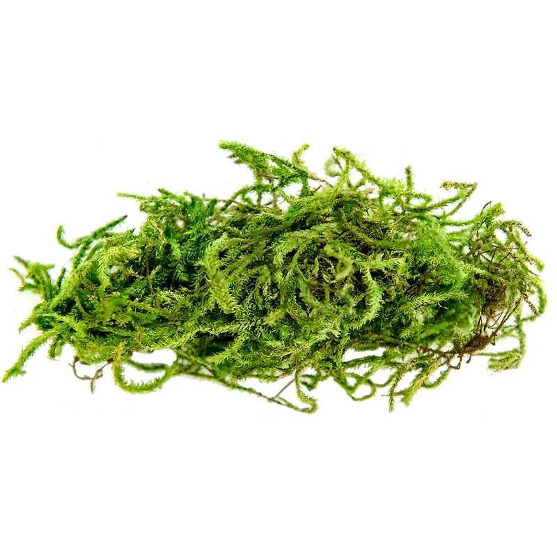 SuperMoss® Preserved Moss