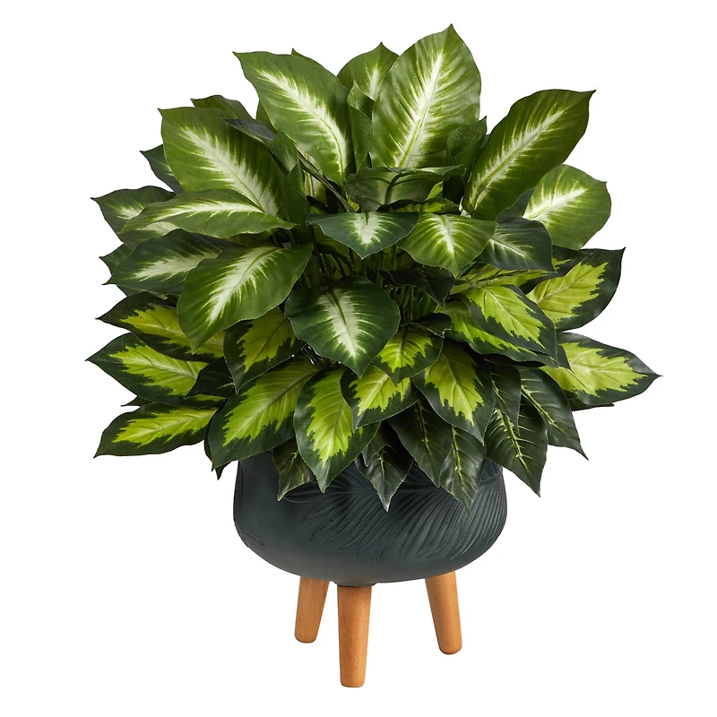 2ft. Golden Dumb Cane in Decorative Black Planter with Stand