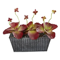 10" Succulent Plant in Embossed Tin Planter