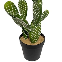 16" Potted Cactus Plant by Ashland®
