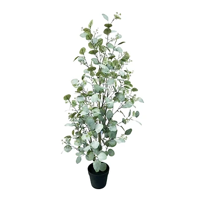 4ft. Potted Seeded Eucalyptus Tree by Ashland®