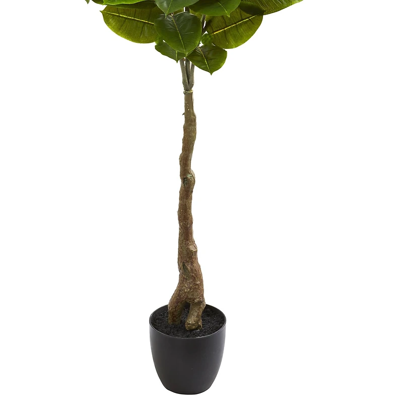 5.5ft. Potted Rubber Leaf Tree