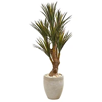 4ft. Yucca Tree in Planter