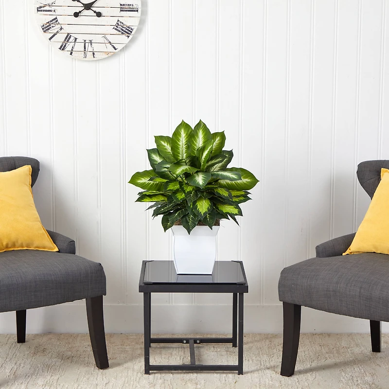 2ft. Golden Dumb Cane in Decorative White Metal Planter