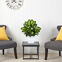 2ft. Golden Dumb Cane in Decorative White Metal Planter