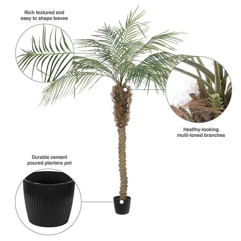 6ft. Potted Pheonix Palm Tree