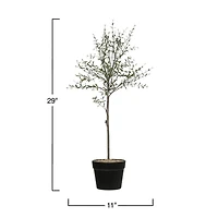 Hello Honey® 29" Potted Thyme Topiary Tree