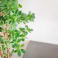 6ft. Potted Black Olive Tree