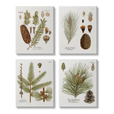 Stupell Industries Vintage Forest Pine Illustrated Study Green Brown Plants Canvas Wall Art, 16" x 20"