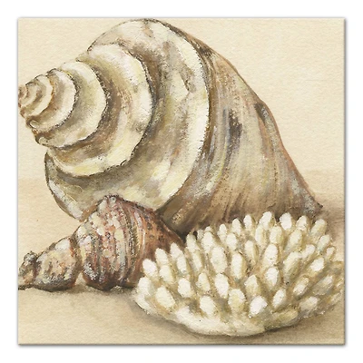 Conch And Sea Shells 20" x 20" Canvas Wall Art
