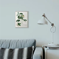 Stupell Industries Botanical Green Plant Illustration Gray Framed Wall Art