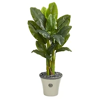 4.5ft. Triple Stalk Banana Tree in Decorative Planter