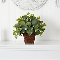 17" Pothos In Coiled Rope Planter