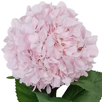 41" Hydrangea Oversized Stem by Ashland