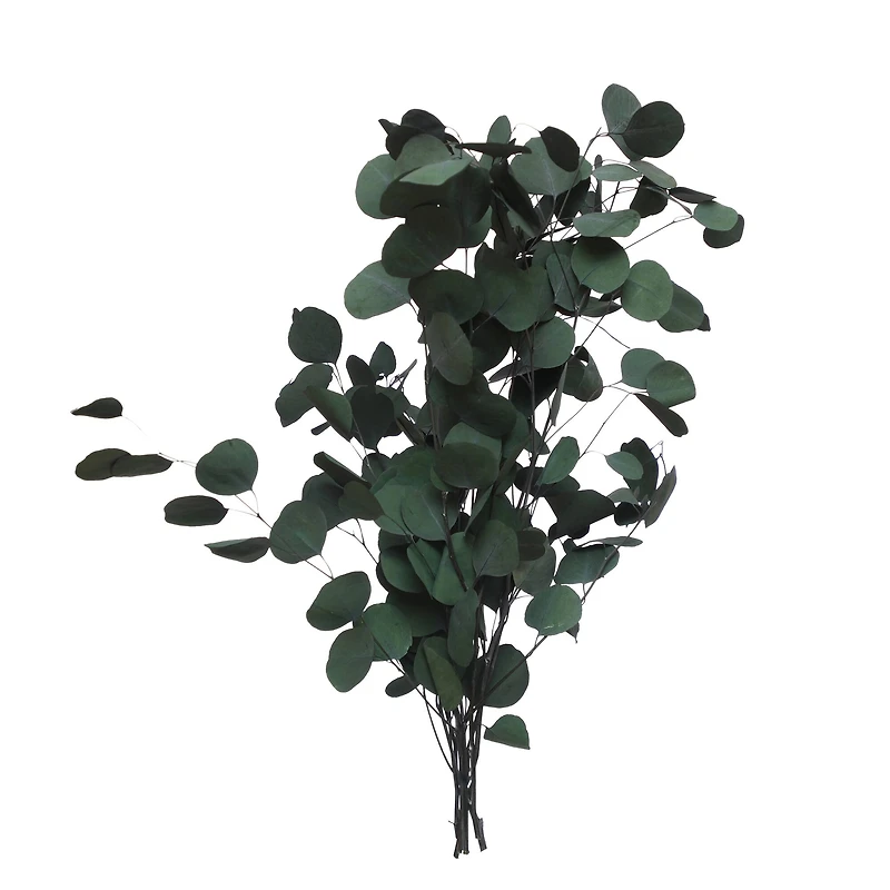 24" Dark Green Silver Dollar Eucalyptus by Ashland®